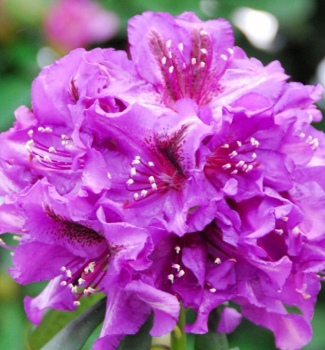Pnink hybridn ANATEVKA roubovan, 50-60 cm, kont. 4 l 