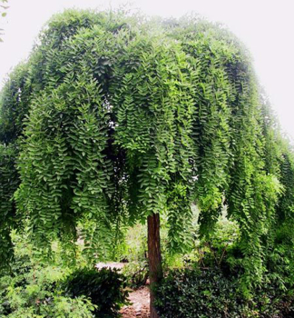 Jerln japonsk PENDULA na kmnku 150 cm, kont. 20 l