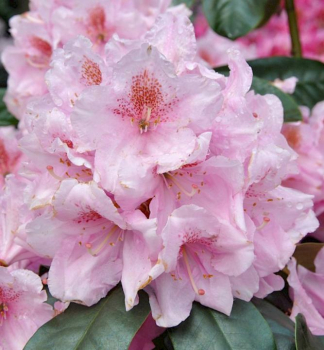 Pnink hybridn SCINTILLATION 60-70 cm, kont. 4 l  