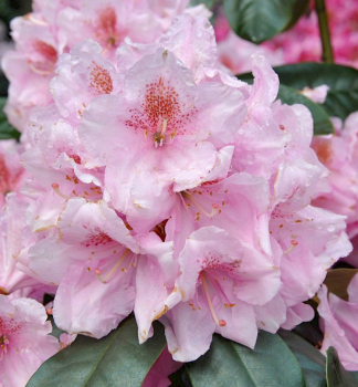 Pnink hybridn SCINTILLATION 20-30 cm, kont. 4 l