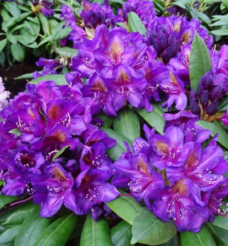 Pnink hybridn MARCEL MENARD 30-40 cm, kont. 4 l