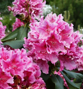 Pnink hybridn CLAUDINE 50-60 cm, kont. 4 l  