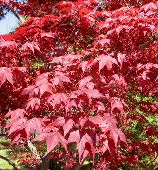 Javor dlanitolist ATROPURPUREUM 70-80 cm, kont. 2,5 l