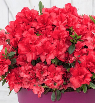 Azalka japonsk BLOOM CHAMPION DARK RED 20-30 cm, kont. 3 l