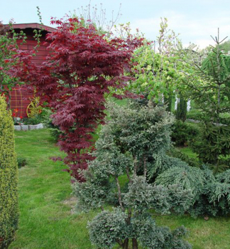 Acer palmatum ATROPURPUREUMkombincia s inmi listnantmi a ihlinatmi stromami