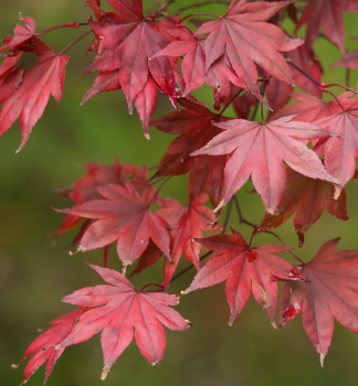 Acer palmatum ATROPURPUREUM, detail listov