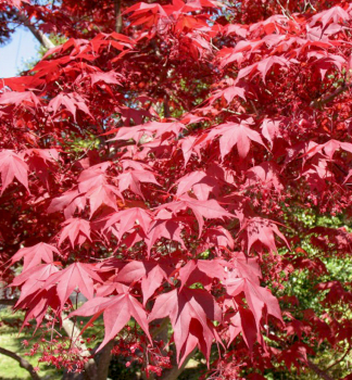 Javor dlanitolist ATROPURPUREUM 15-20 cm, kont. 0,5 l
