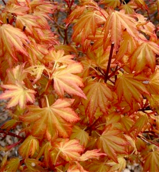 Javor dlanitolist ORANGE DREAM na kmnku 120 cm, kont. 12 l