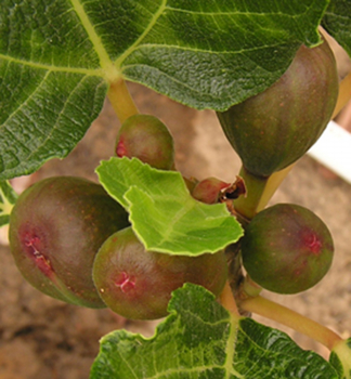 Obrzok (2)