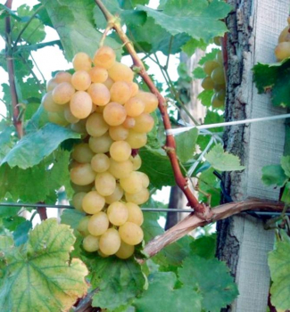 Vinn rva stoln bezsemenn HELIKON 40-50 cm, kont. 1,6 l