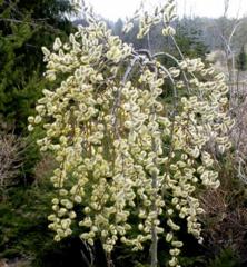 Salix caprea PENDULA obdobie kvitnutia