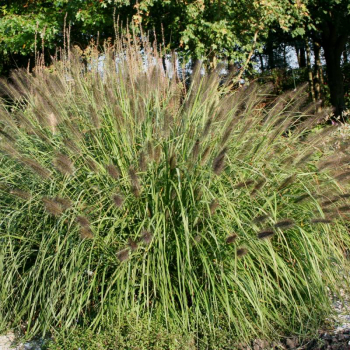 Obrzok (3)