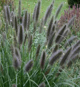 Dochan ps�rkovit� (vousatec) �BLACK BEAUTY�, kont. 2 l