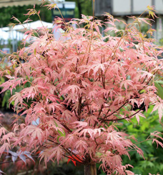 Javor dlanitolist� �TAYLOR�� na km�nku 60 cm, kont. 5 l