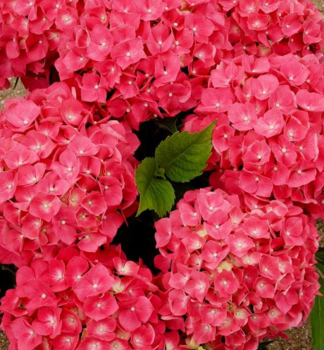 Hortenzie velkolist LEUCHTFEUER 15-20 cm, kont. 2,5 l