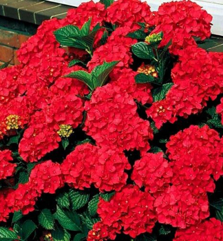 Hortenzie velkolist ROYAL RED 20-30 cm, kont. 4 l