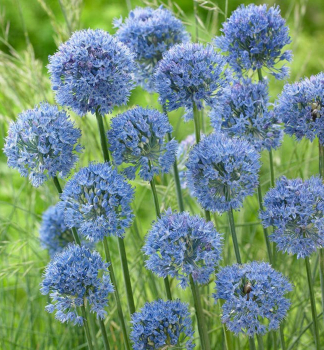 Okrasn esnek CAERULEUM 10 ks v balen