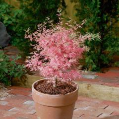 Acer palmatum �TAYLOR�v �repn�ku