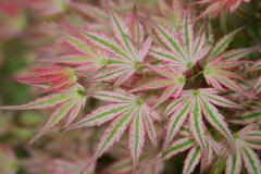 Acer palmatum �TAYLOR�detail listov