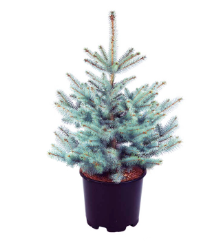 Smrk pichlav BLUE DIAMOND 20-30 cm, kont. 2,5 l