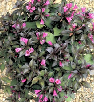 Obrzok (2)