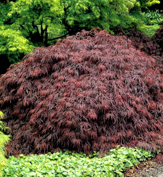 Javor dlanitolist� �GARNET� 50-60 cm, kont. 3 l