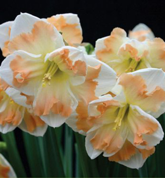 Narcis plnokvétý 'CUM LAUDE' 5 ks v balení