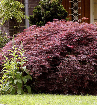 Acer palmatum DISSECTUM GARNET