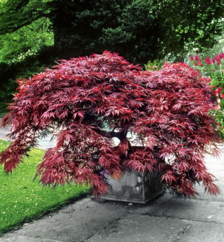 Acer palmatum DISSECTUM GARNETv ndobe