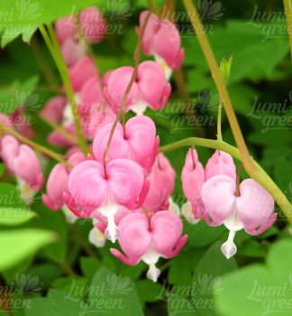 Obr�zok (6)