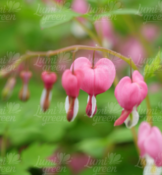 Obr�zok (7)
