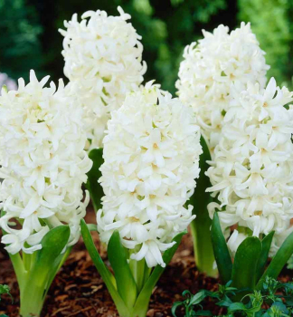 Hyacint WHITE PEARL 5 ks v balen