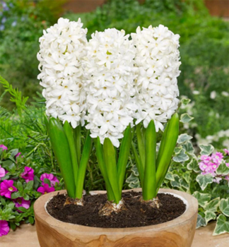 Hyacint �WHITE PEARL�, kont. 0,3 l
