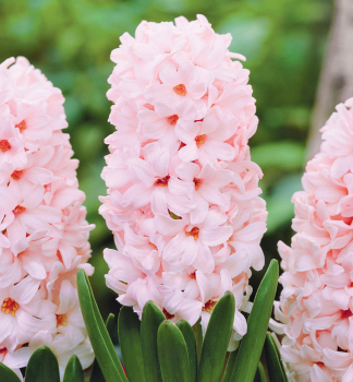 Hyacint �CHINA PINK�, 5 ks v balen�