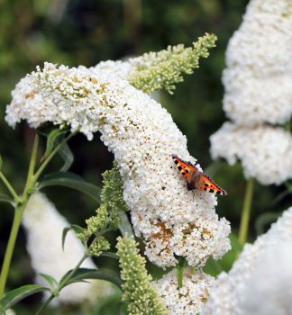 Komule Davidova WHITE PROFUSION 50-60 cm, kont. 2 l