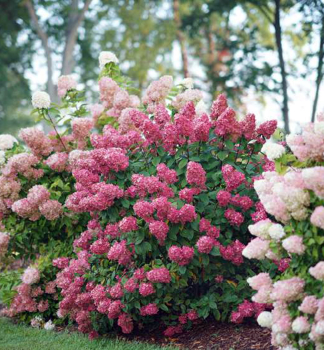 Hortenzie latnat MEGA MINDY 15-20 cm, kont. 2,5 l