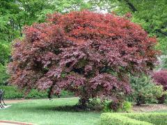 Acer palmatum TROMPENBURG