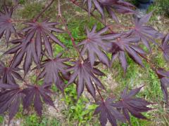 Acer palmatum TROMPENBURG, detail listov