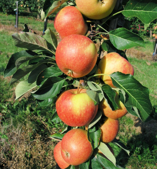 Jabloň stoupovitá ´HERALD´® podn. M9, 40-60 cm, zemní bal v kont. 5 l
