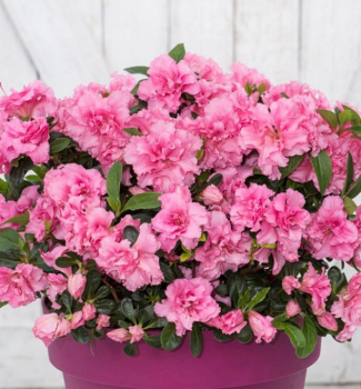 Azalka japonsk BLOOM CHAMPION DOUBLE PINK 30-40 cm, kont. 3 l