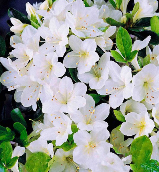 Azalka japonsk BLOOM CHAMPION WHITE 30-40 cm, kont. 3 l