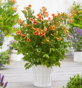Truba ken INDIAN SUMMER 90-100 cm, kont. 3 l, vyvzn