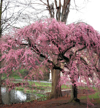 Vie chloupkat PENDULA PLENA ROSEA na kmnku 150 cm, kont. 15 l