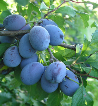 Slivo ELENA podn. myrobaln, 180-200 cm, kont. 5 l