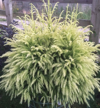 Kryptomrie japonsk SEKKAN 40-50 cm, kont. 2,5 l 