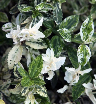 Brslen Fortune�v �HARLEQUIN� 10-15 cm, kont. 1 l