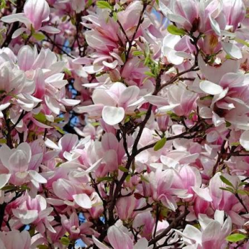 ��cholan liliokv�t� �PINK BEAUTY� na km�nku 120 cm, kont. 15 l