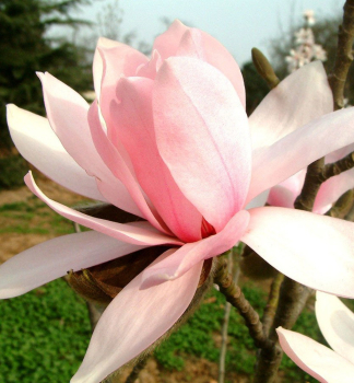 cholan liliokvt PINK BEAUTY na kmnku 120 cm, kont. 15 l