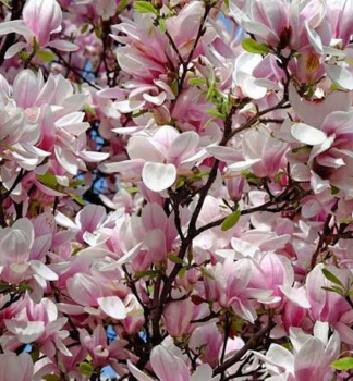 ��cholan liliokv�t� �PINK BEAUTY� na km�nku 120 cm, kont. 15 l