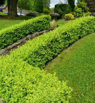 Buxus sempervirens, prava na iv plot